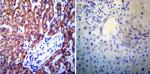 Presenilin 1 Antibody in Immunohistochemistry (Paraffin) (IHC (P))