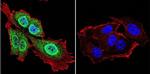 Presenilin 1 Antibody in Immunocytochemistry (ICC/IF)