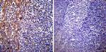 Presenilin 1 Antibody in Immunohistochemistry (Paraffin) (IHC (P))