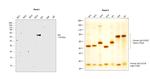 Human IgA (Heavy chain) Secondary Antibody in Western Blot (WB)