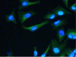 alpha Tubulin Antibody in Immunocytochemistry (ICC/IF)