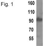 TPX2 Antibody in Western Blot (WB)