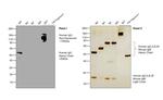 Human IgG Fc (CH2 domain) Secondary Antibody in Western Blot (WB)