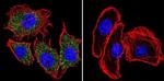 PLK1 Antibody in Immunocytochemistry (ICC/IF)