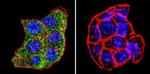 PLK1 Antibody in Immunocytochemistry (ICC/IF)