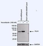 PLK1 Antibody in Western Blot (WB)