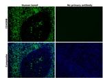 CD45RB Antibody in Immunohistochemistry (Paraffin) (IHC (P))