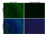 CD45RB Antibody in Immunohistochemistry (Paraffin) (IHC (P))