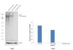 MUC1 Antibody