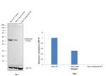 Calreticulin Antibody