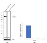 N-cadherin Antibody in Western Blot (WB)