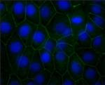 N-cadherin Antibody in Immunocytochemistry (ICC/IF)