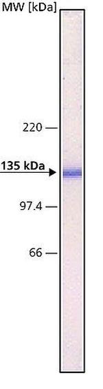 N-cadherin Antibody in Western Blot (WB)