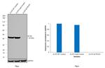 beta Actin Antibody in Western Blot (WB)