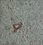 beta Actin Antibody in Immunohistochemistry (Paraffin) (IHC (P))