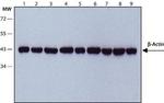 beta Actin Antibody in Western Blot (WB)