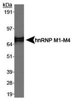 hnRNP M Antibody in Western Blot (WB)