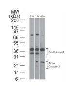 pro-Caspase 3 Antibody in Western Blot (WB)