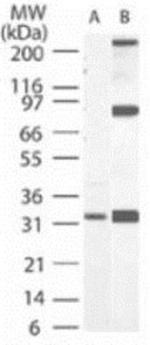 Active/Pro-Caspase 3 Antibody in Western Blot (WB)