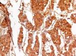 Active/Pro-Caspase 3 Antibody in Immunohistochemistry (Paraffin) (IHC (P))