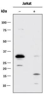 Active/Pro-Caspase 3 Antibody in Western Blot (WB)