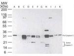 Active/Pro-Caspase 3 Antibody in Western Blot (WB)