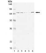 HSPA9 Antibody in Western Blot (WB)