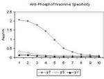 Phosphothreonine Antibody in ELISA (ELISA)