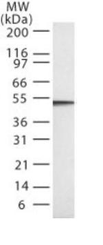 Caspase 2 Antibody in Western Blot (WB)