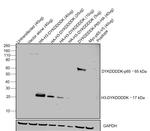 DYKDDDDK Tag Antibody in Western Blot (WB)