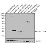 DYKDDDDK Tag Antibody