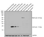 DYKDDDDK Tag Antibody