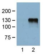 DYKDDDDK Tag Antibody in Western Blot (WB)