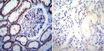 Calcium Sensing Receptor Antibody in Immunohistochemistry (Paraffin) (IHC (P))