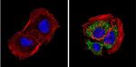 DIABLO Antibody in Immunocytochemistry (ICC/IF)