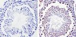 DIABLO Antibody in Immunohistochemistry (Paraffin) (IHC (P))