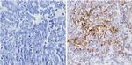 Galectin 3 Antibody in Immunohistochemistry (Paraffin) (IHC (P))