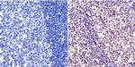 c-Myc Antibody in Immunohistochemistry (Paraffin) (IHC (P))