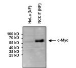 c-Myc Antibody in Western Blot (WB)