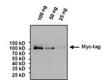 c-Myc Antibody in Western Blot (WB)