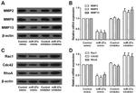 Cdc42 Antibody in Western Blot (WB)