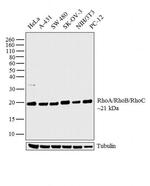 RhoA/RhoB/RhoC Antibody in Western Blot (WB)