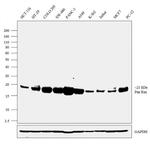 Pan Ras Antibody in Western Blot (WB)