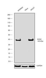 SOX2 Antibody in Western Blot (WB)