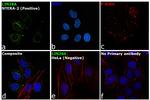 LIN28A Antibody