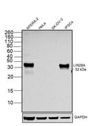 LIN28A Antibody in Western Blot (WB)