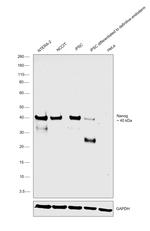 Nanog Antibody