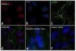 Nanog Antibody