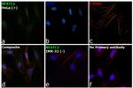 NFATC2 Antibody in Immunocytochemistry (ICC/IF)