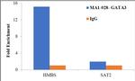 GATA3 Antibody in ChIP Assay (ChIP)